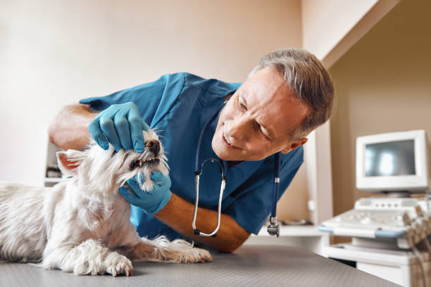 Llington, MI Emergency Dentist Pros